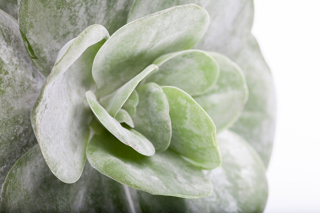 Kalanchoe thyrsiflora