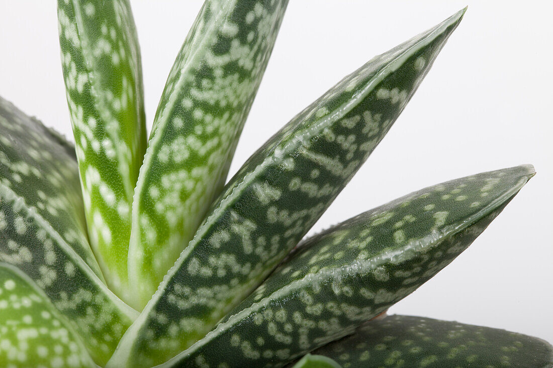 Aloe variegata