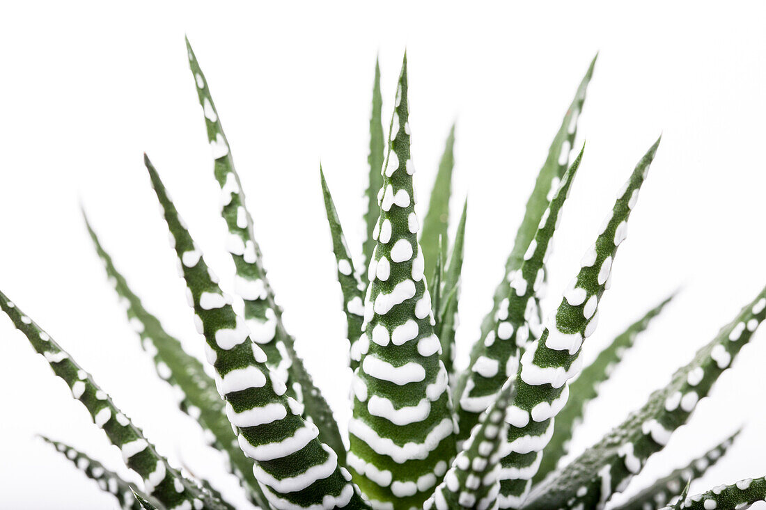 Haworthia fasciata