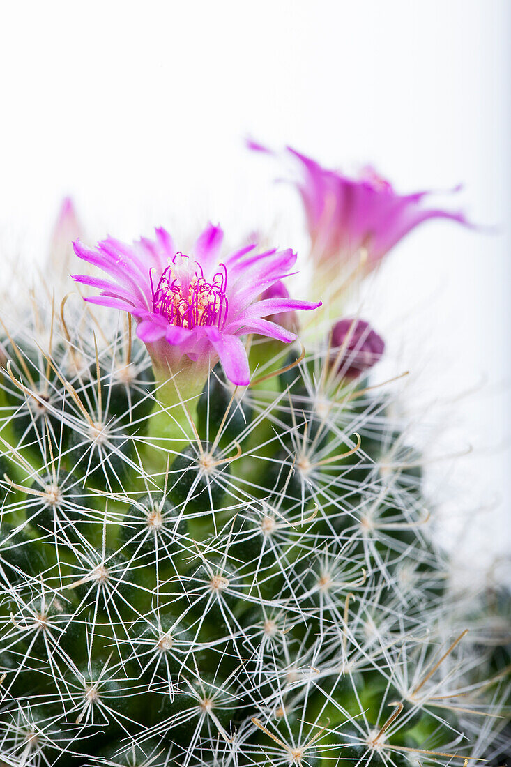 Mammillaria