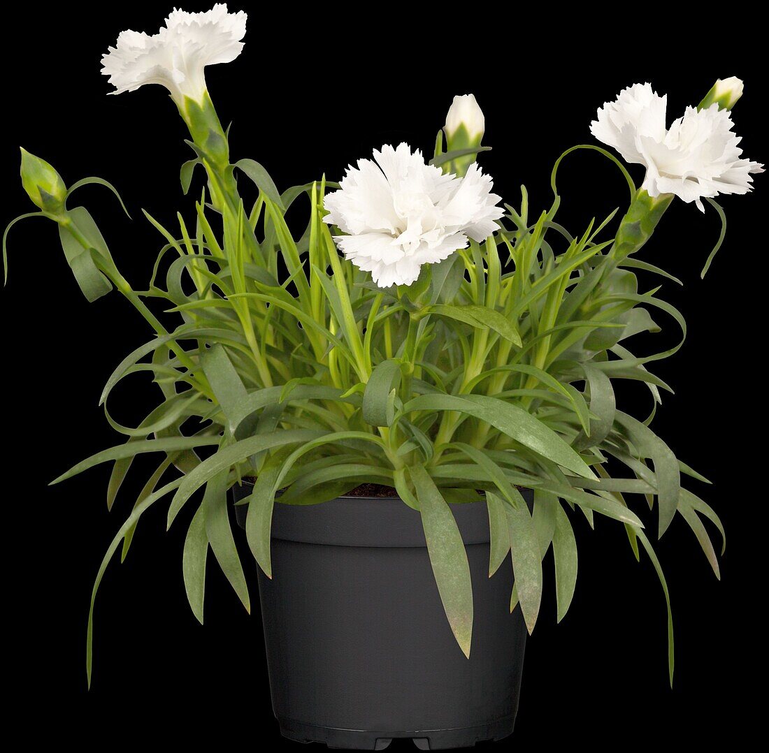 Dianthus caryophyllus