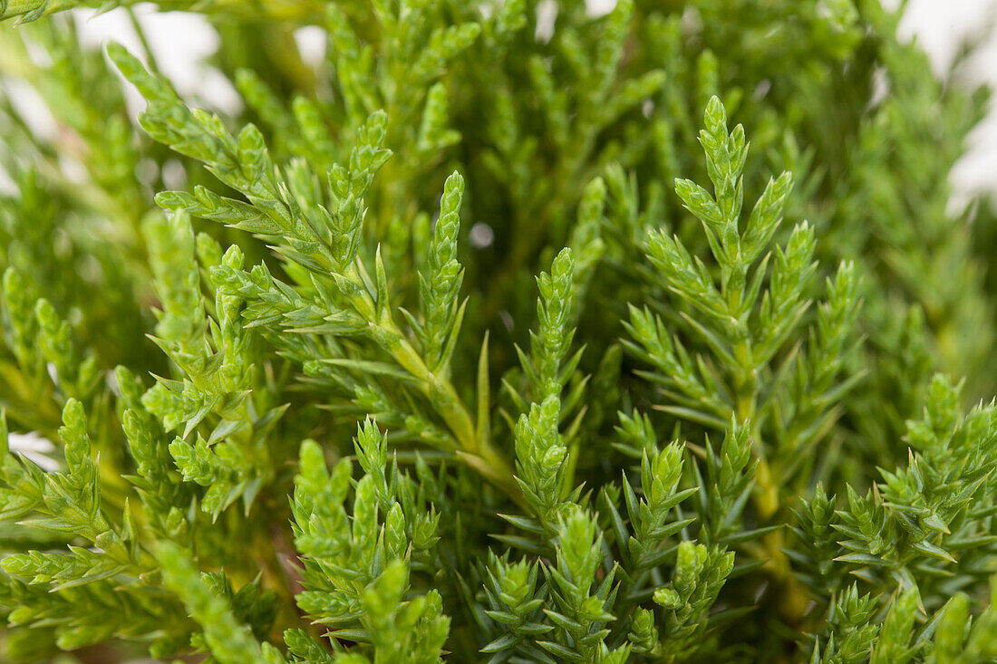 Juniperus