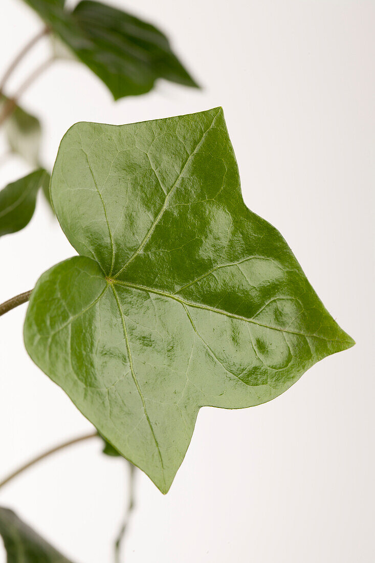 Hedera helix ssp. hibernica