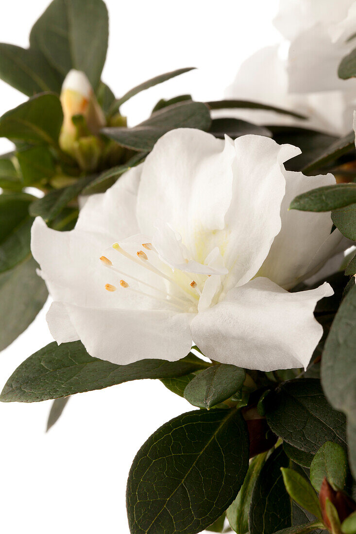 Rhododendron simsii, white