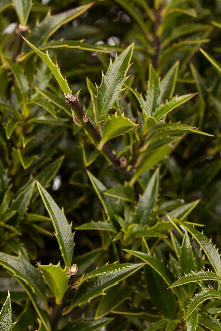 Ilex aquifolium 'Myrtifolia