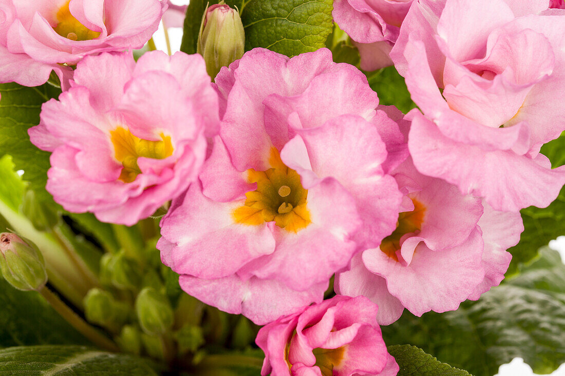 Primula vulgaris