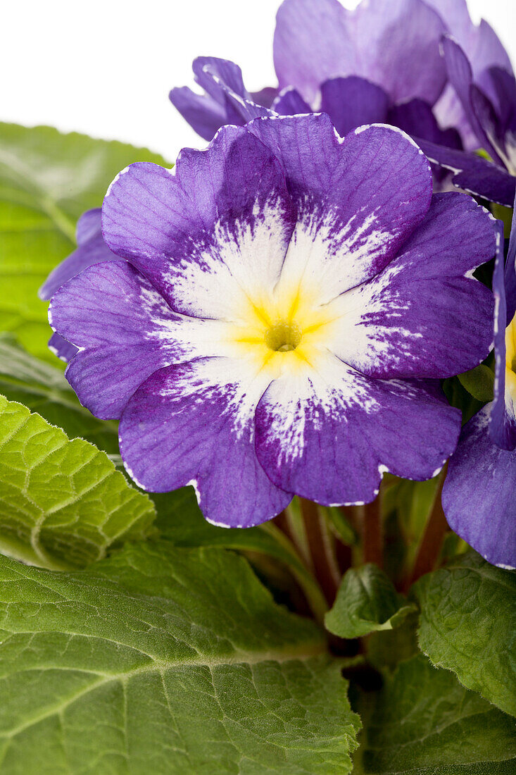 Primula vulgaris