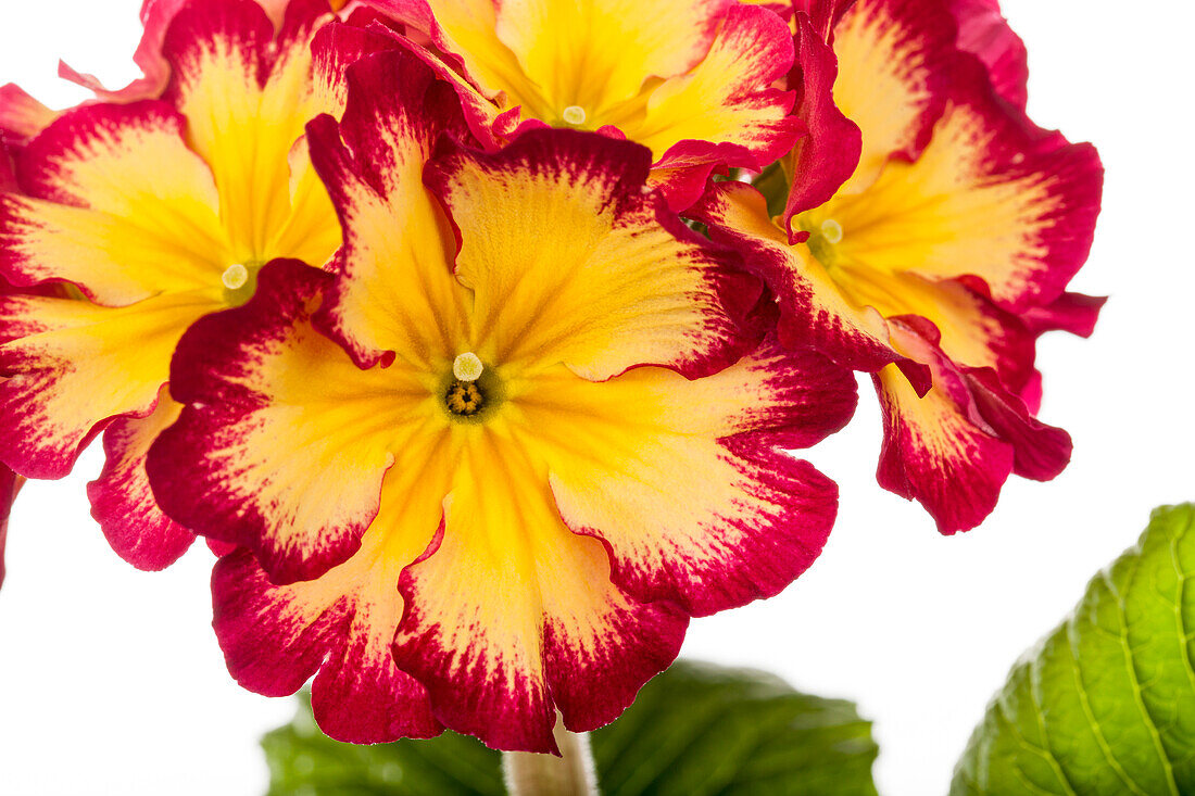 Primula elatior, yellow-red