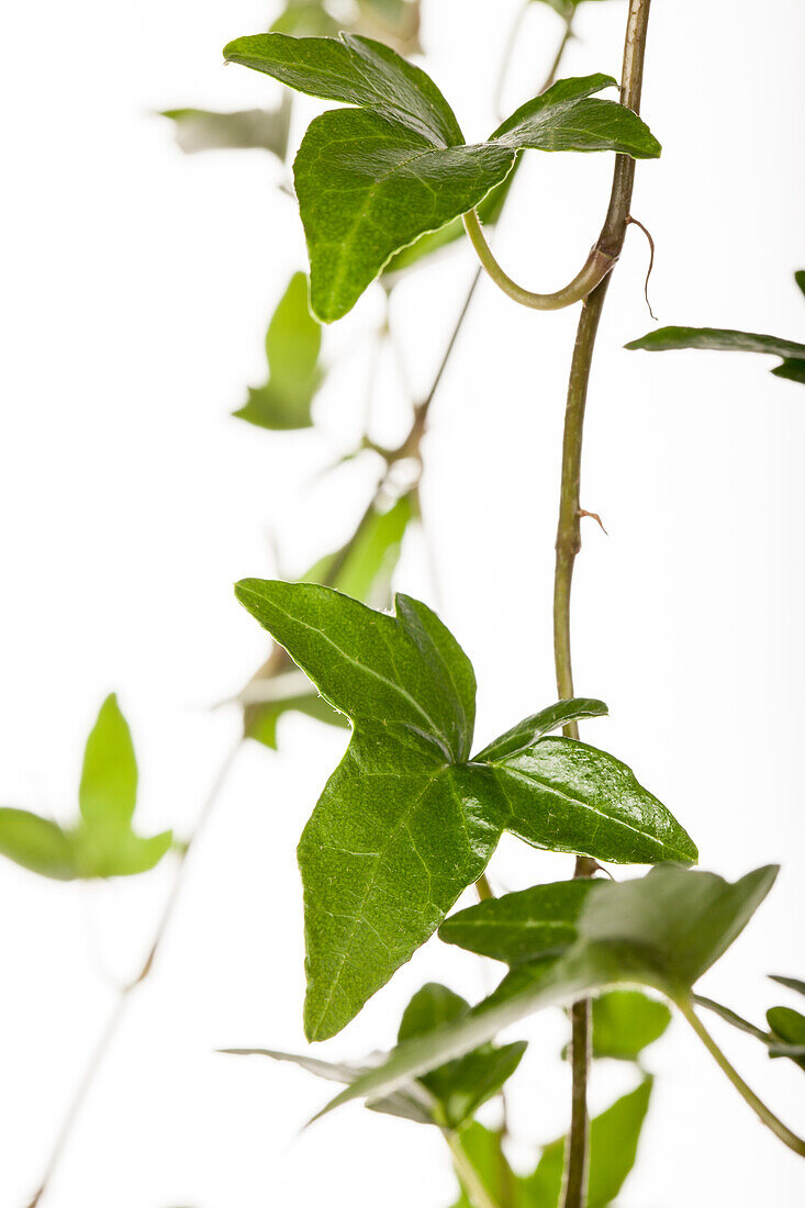 Hedera helix 'Shamrock