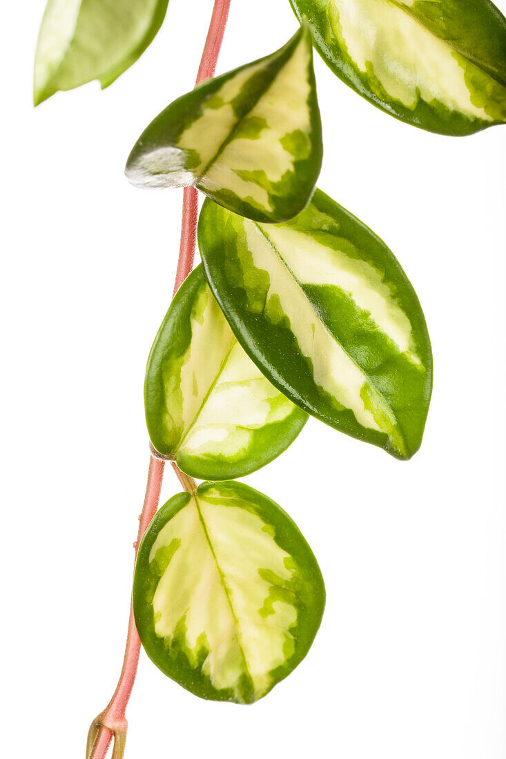 Peperomia obtusifolia 'Variegata'