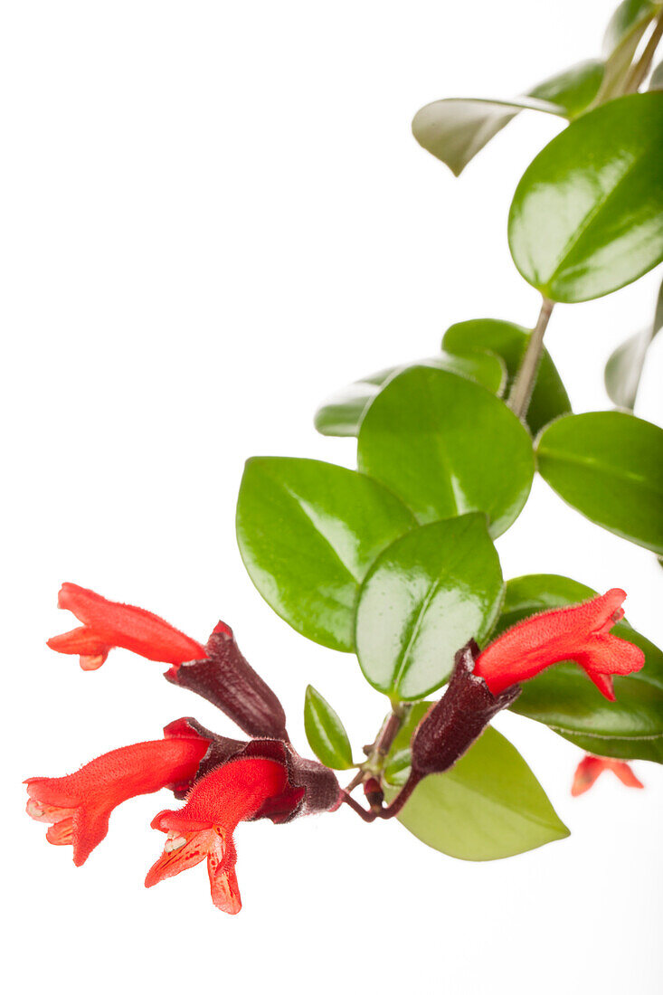 Aeschynanthus hybrid