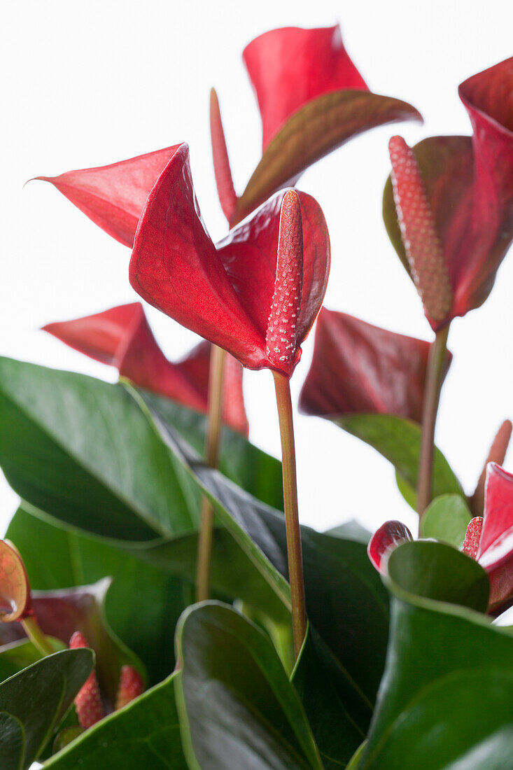 Anthurium x andreanum