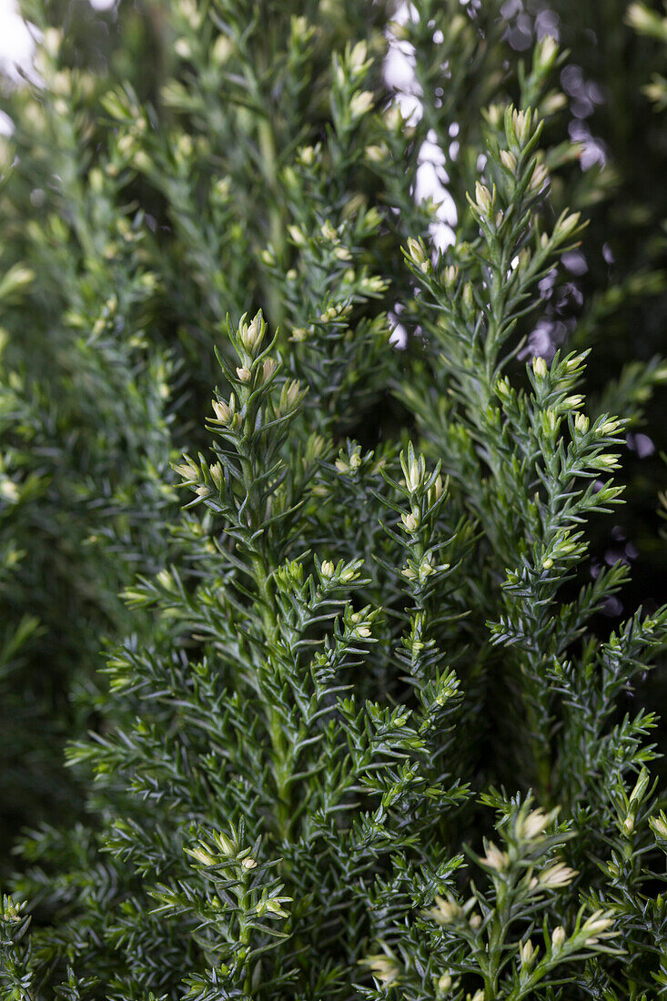 Chamaecyparis lawsoniana 'Snow White'®