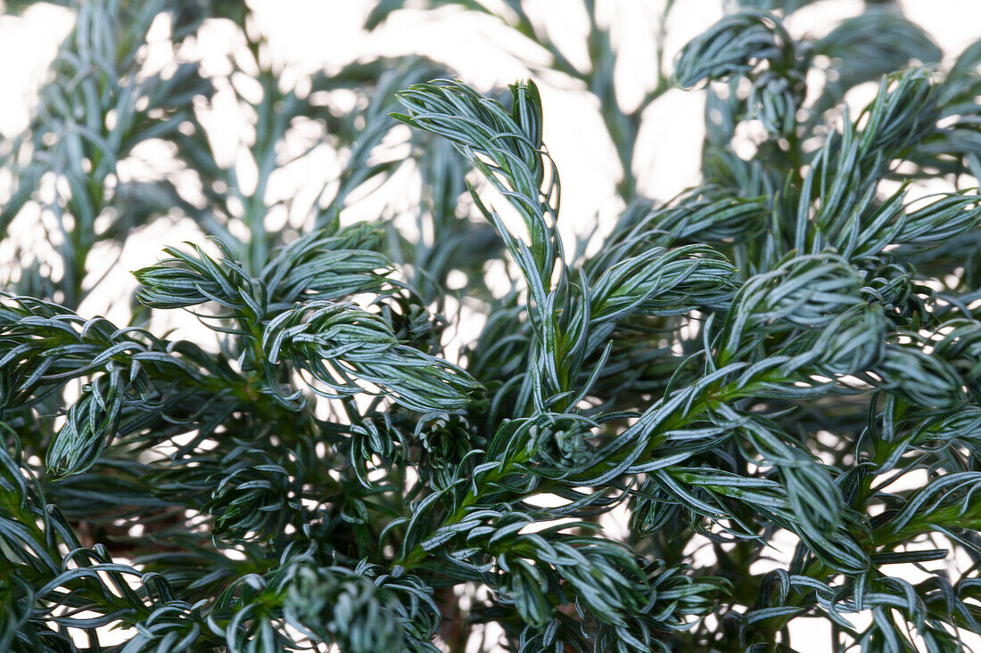 Chamaecyparis pisifera 'Boulevard'