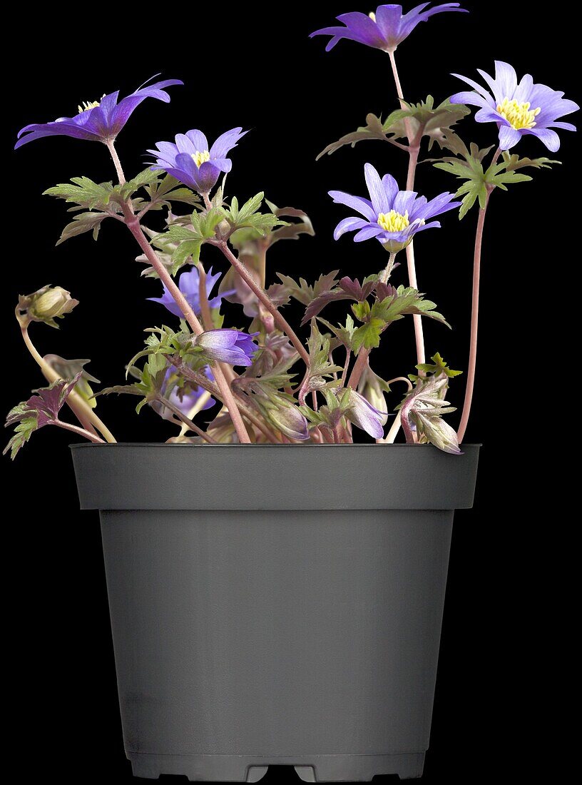 Anemone blanda 'Blue Shades'