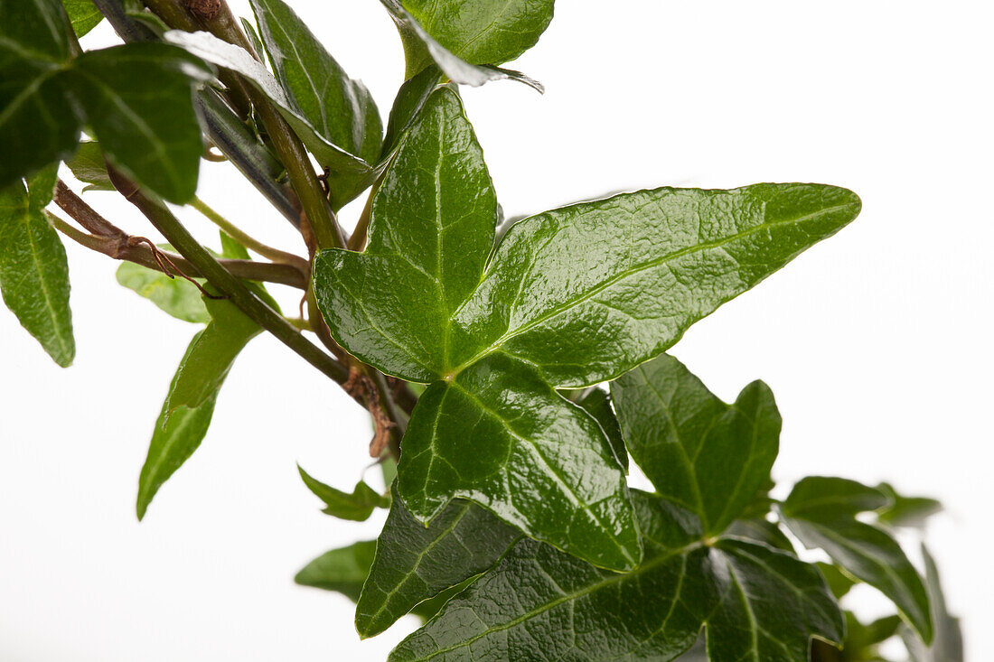 Hedera helix