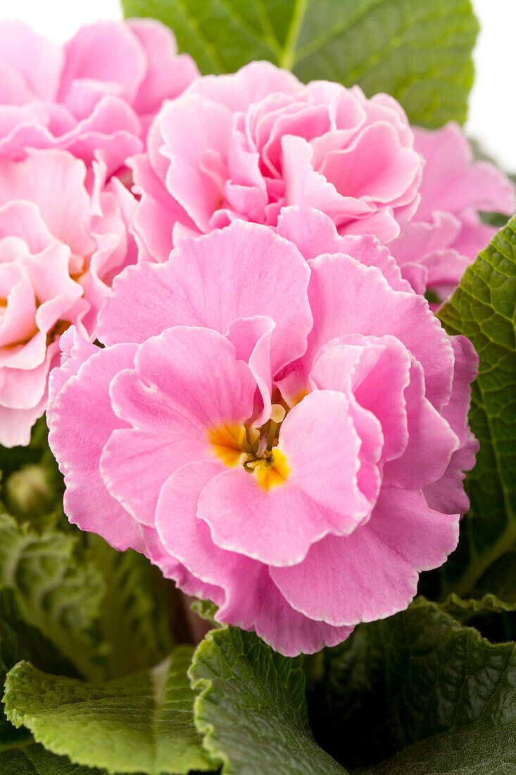 Primula vulgaris