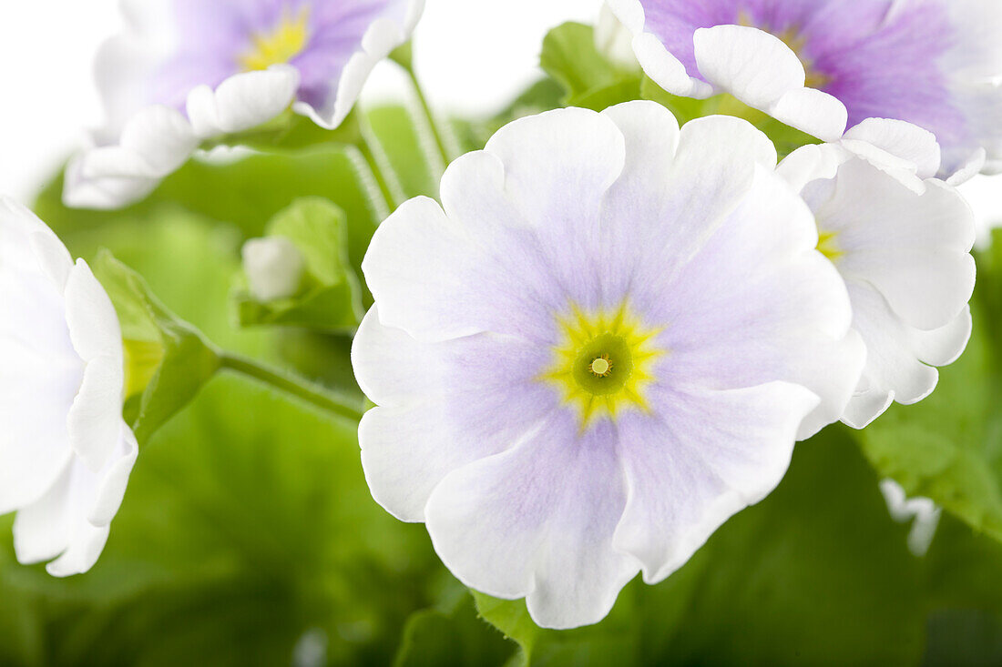 Primula vulgaris