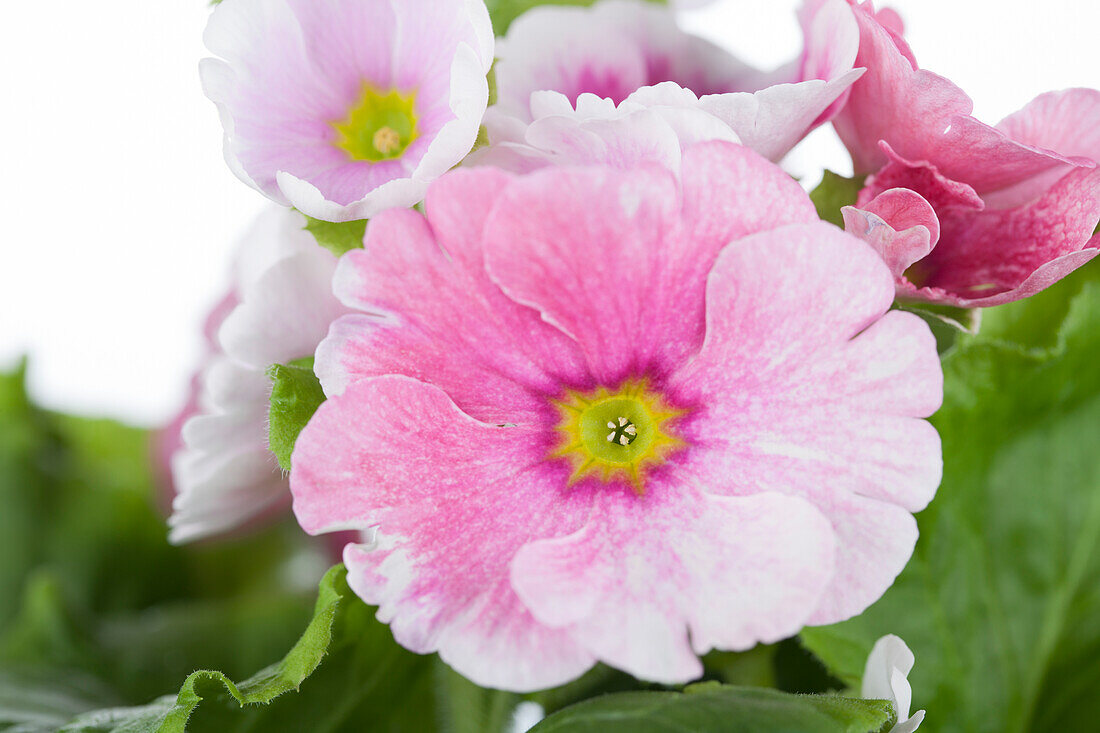 Primula vulgaris