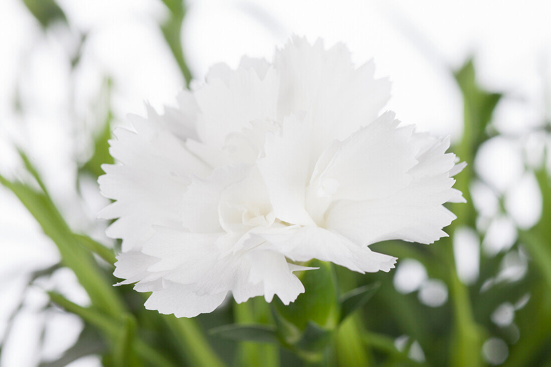 Dianthus caryophyllus