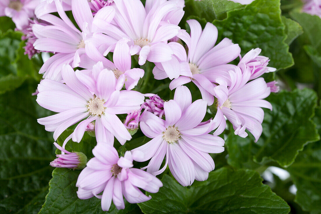 Pericallis