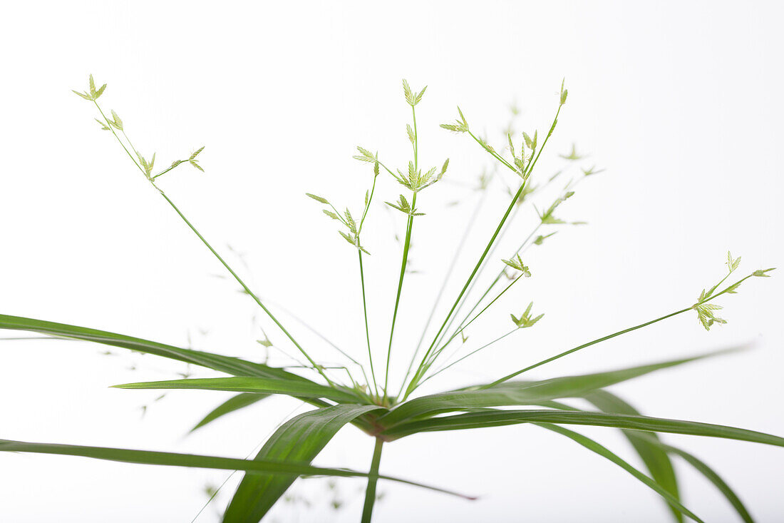 Cyperus haspan