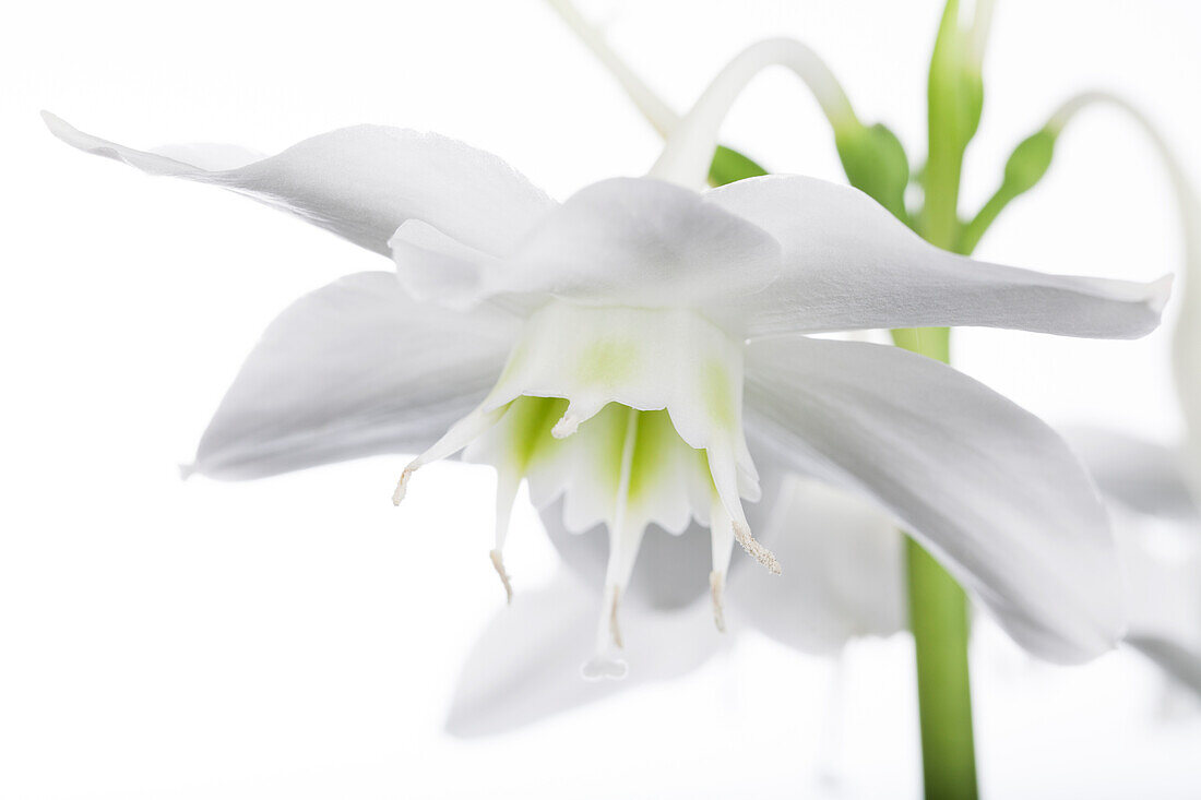 Eucharis grandiflora