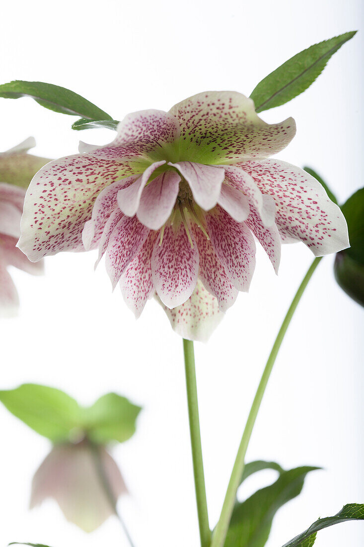 Helleborus orientalis