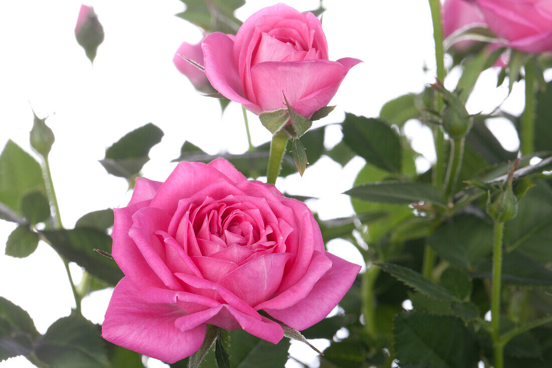 Rosa, pink