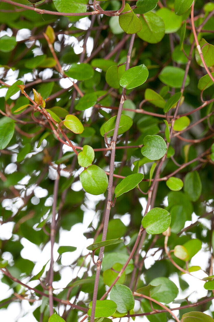 Muehlenbeckia complexa