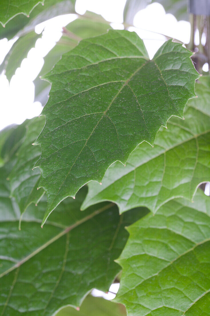 Cissus antarctica