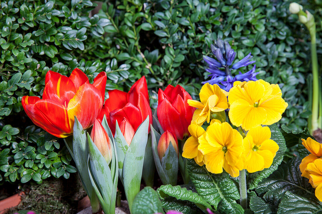 Primula vulgaris, Tulipa