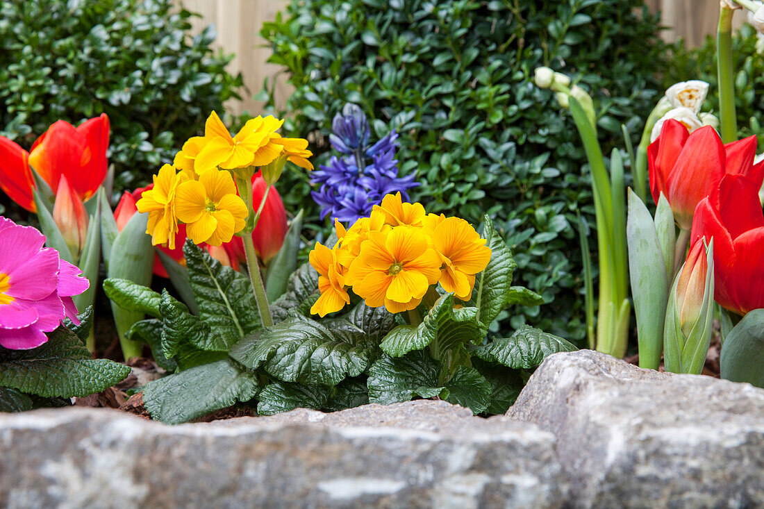 Primula vulgaris, Tulipa, Hyacinthus orientalis