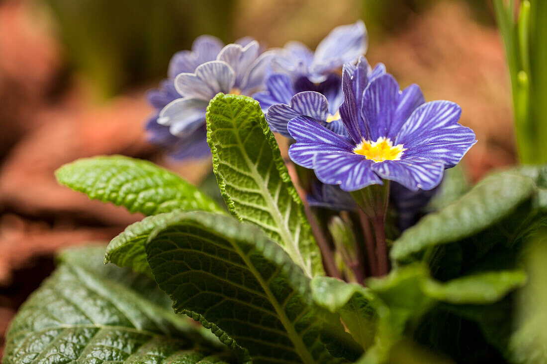 Primula vulgaris