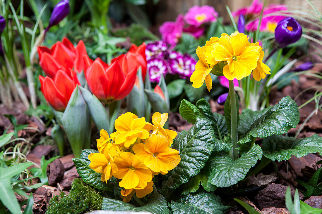 Primula vulgaris, Tulipa