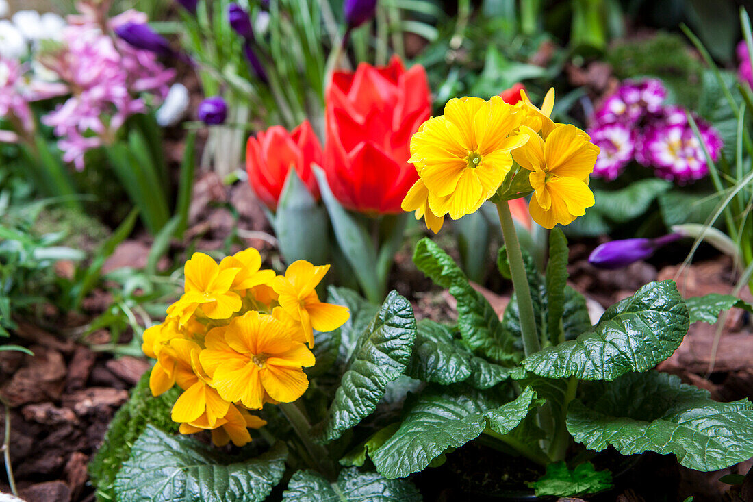 Primula vulgaris