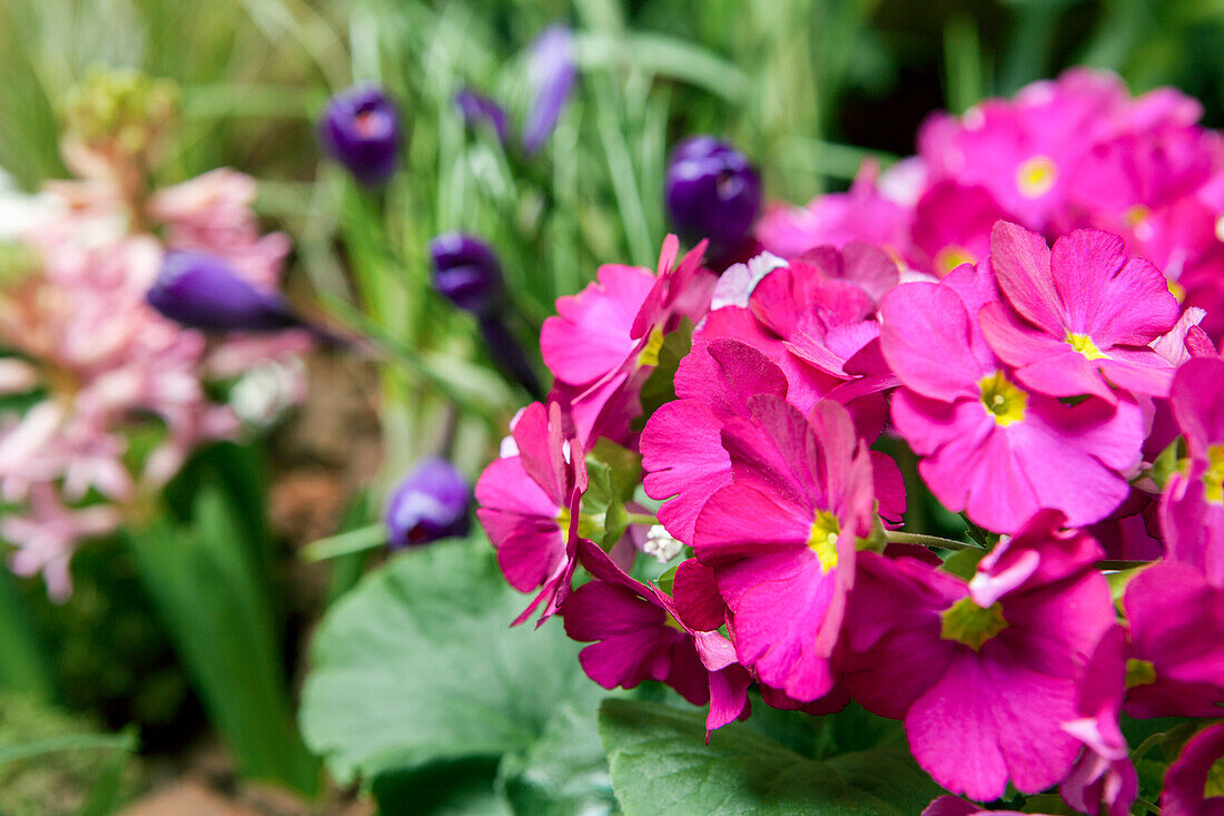 Primula vulgaris