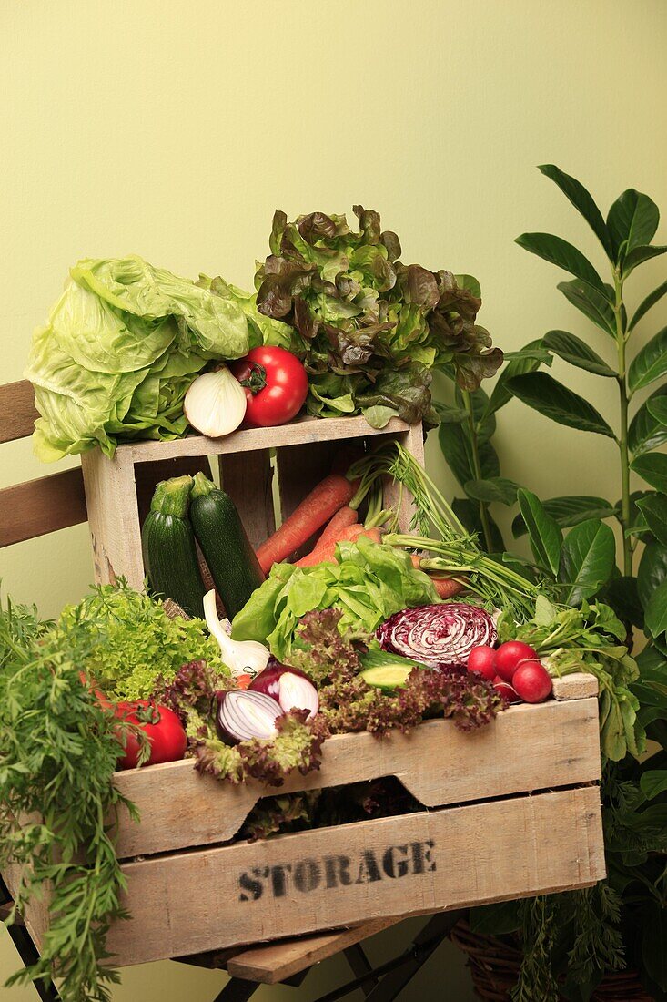 Vegetable Crate Salad Frisee Lettuce Lollo Rosso Lettuce Lettuce Lettuce Lettuce Lettuce Lettuce Lettuce Lettuce Lettuce Lettuce Lettuce Lettuce Lettuce Lettuce Lettuce Lettuce Lettuce Lettuce Lettuce Lettuce Lettuce Lettuce Lettuce Lettuce