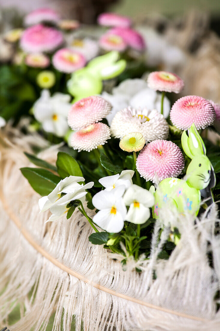 Bellis Viola cornuta