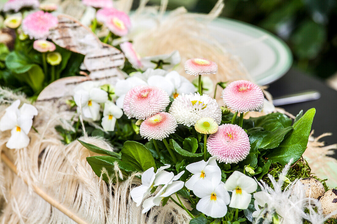 Bellis, Viola cornuta