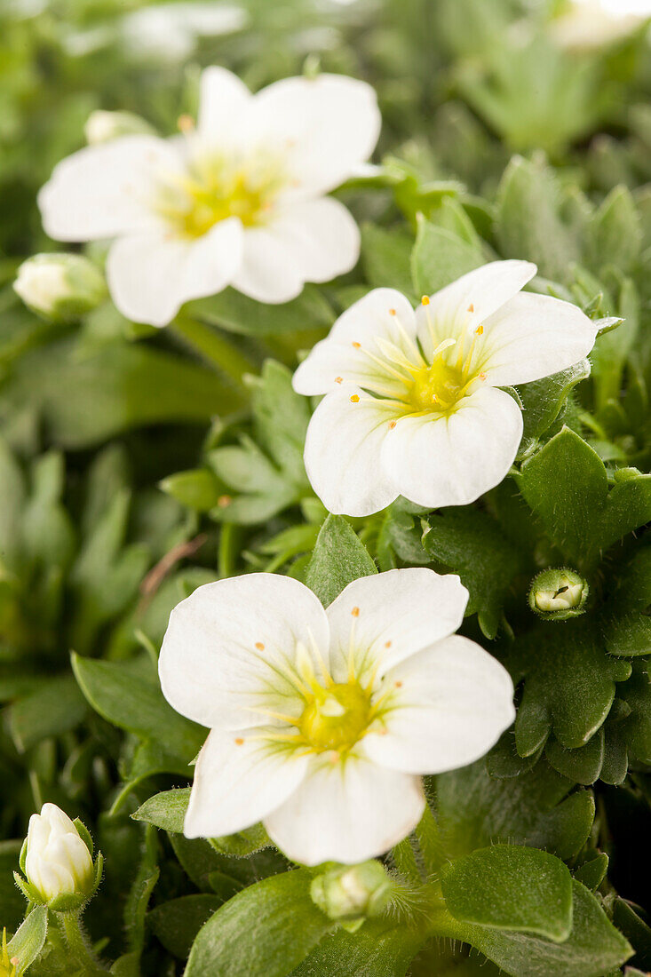 Saxifraga x arendsii, white