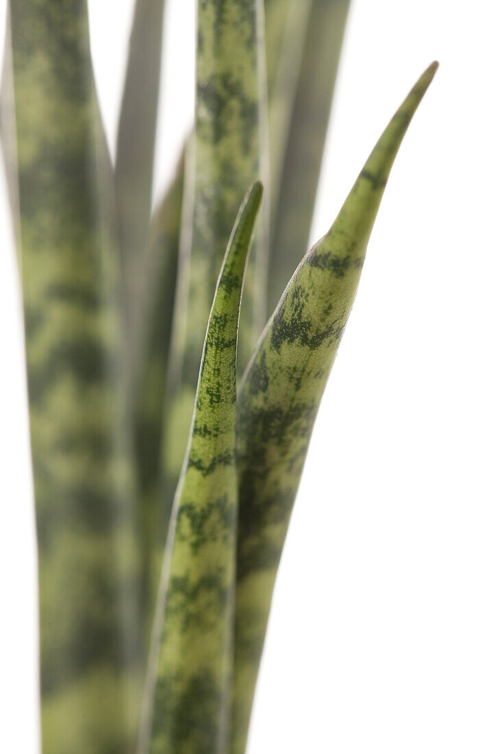 Sansevieria cylindrica 'Fernwood'