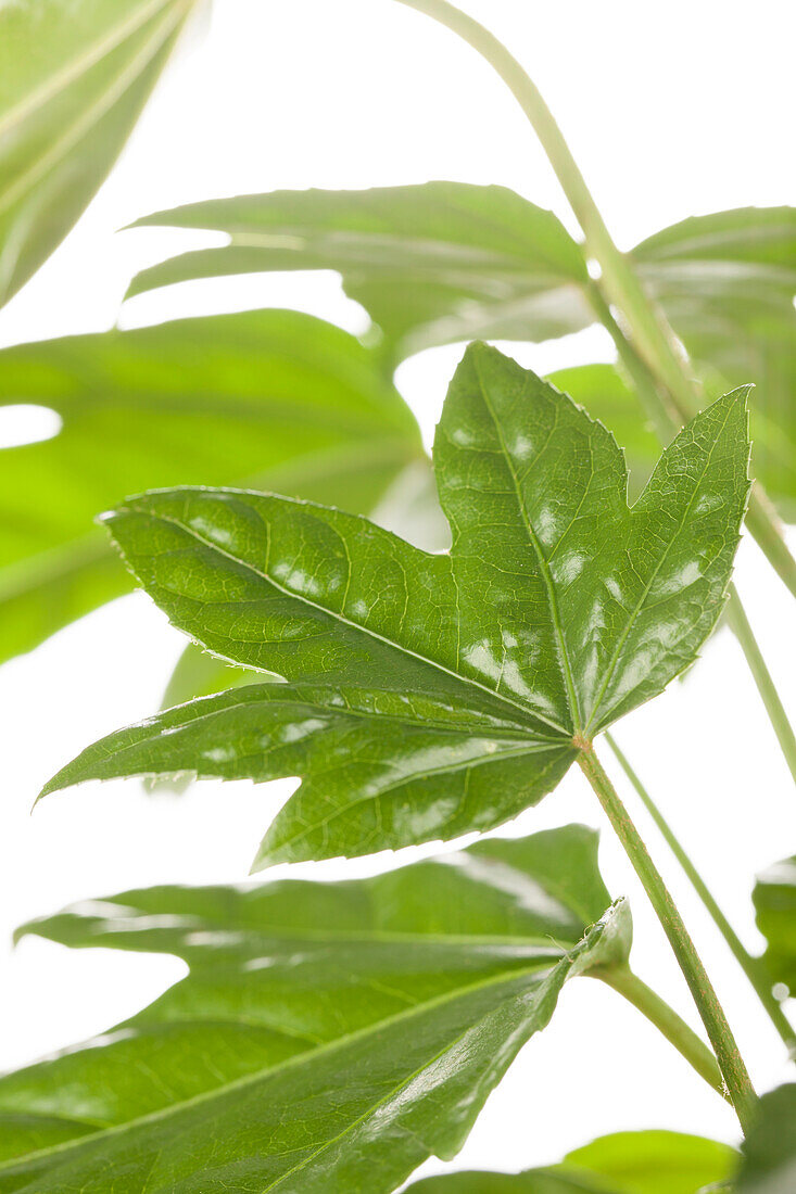 Fatsia japonica