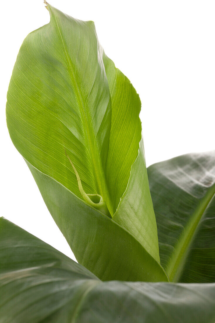 Musa acuminata