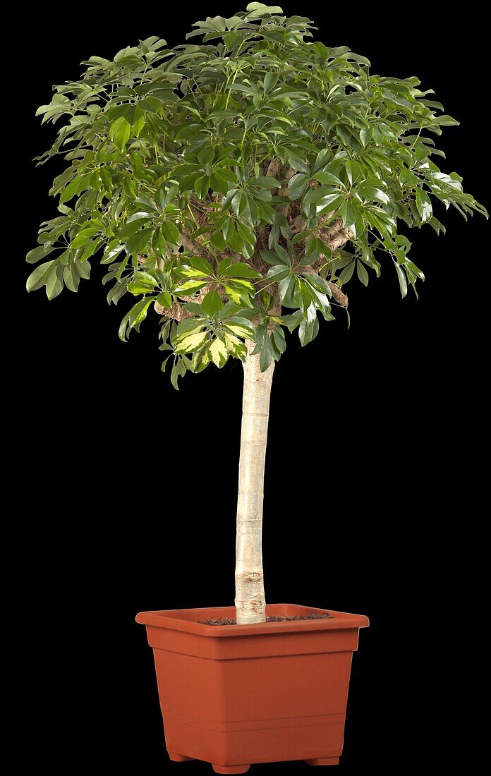 Schefflera arboricola