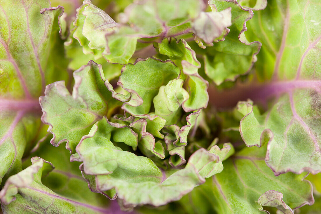 Brassica oleracea var. gemmifera 'Flower Sprout'