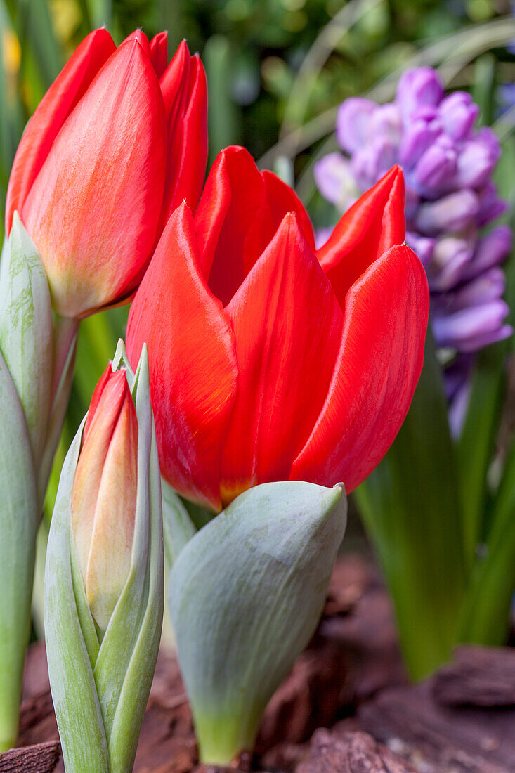 Tulipa, red