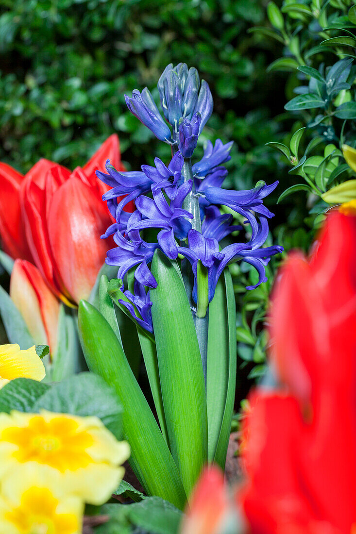 Hyacinthus orientalis