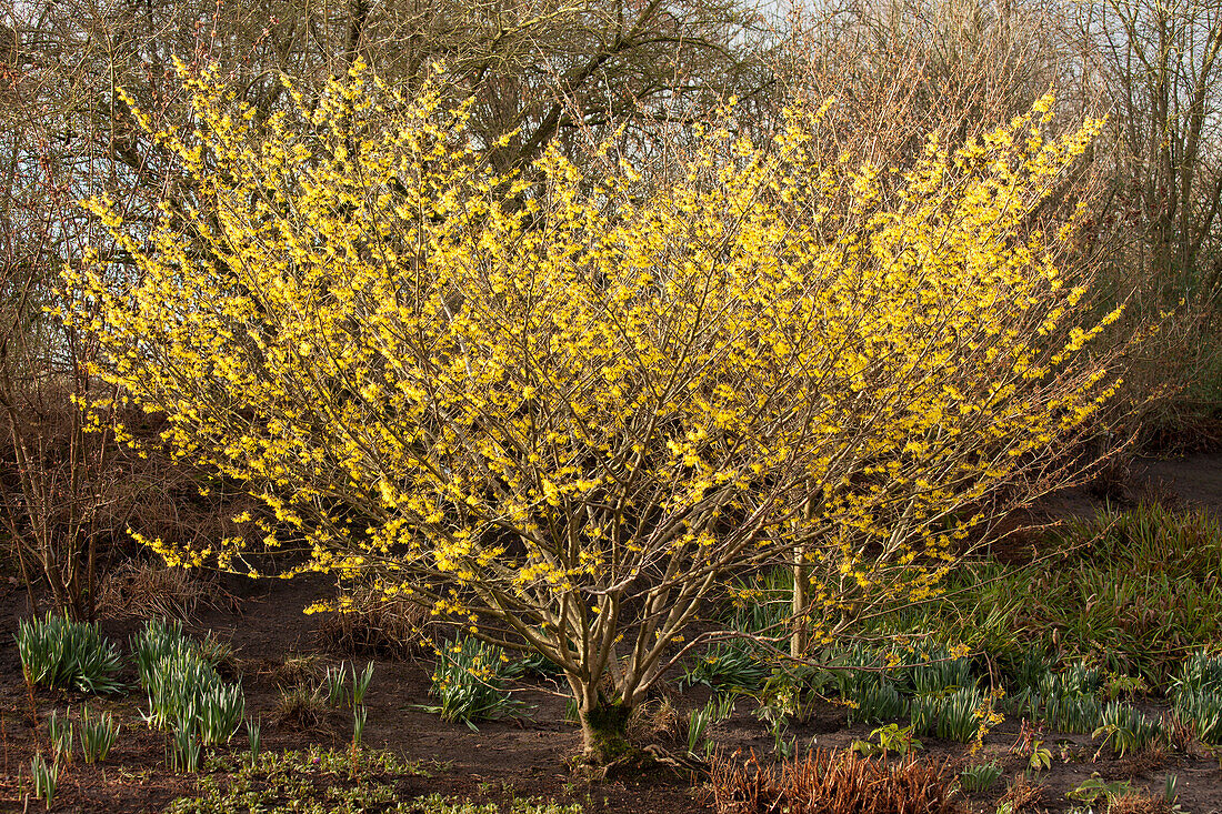 Hamamelis x intermedia 'Arnold Promise