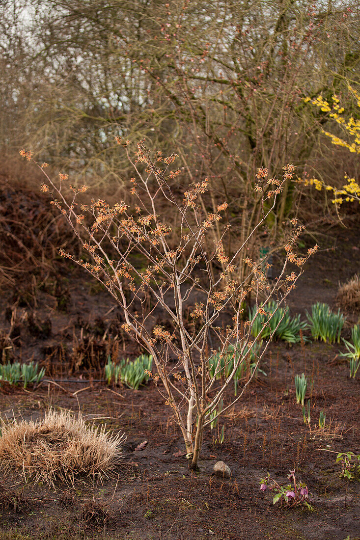 Hamamelis x intermedia 'Aurora